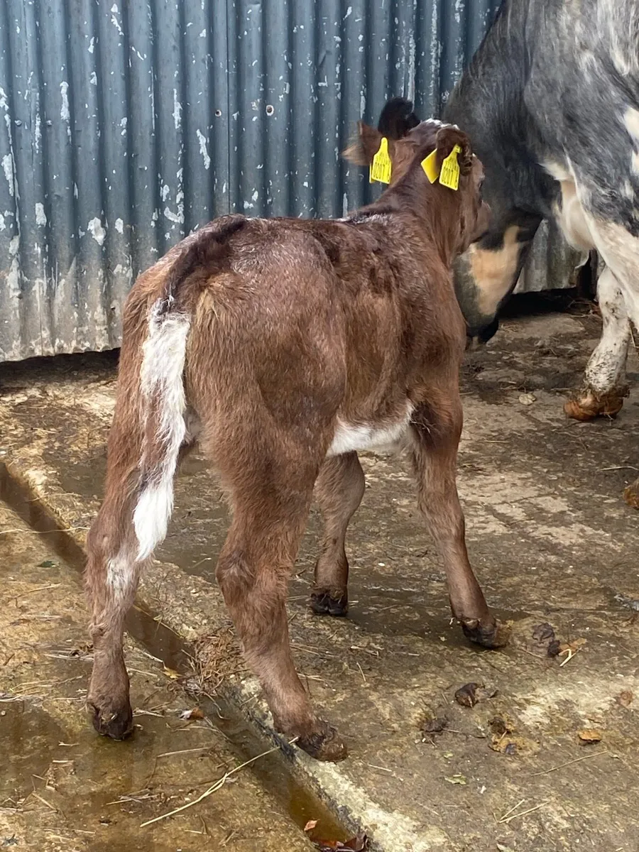 Cow&calf - Image 4