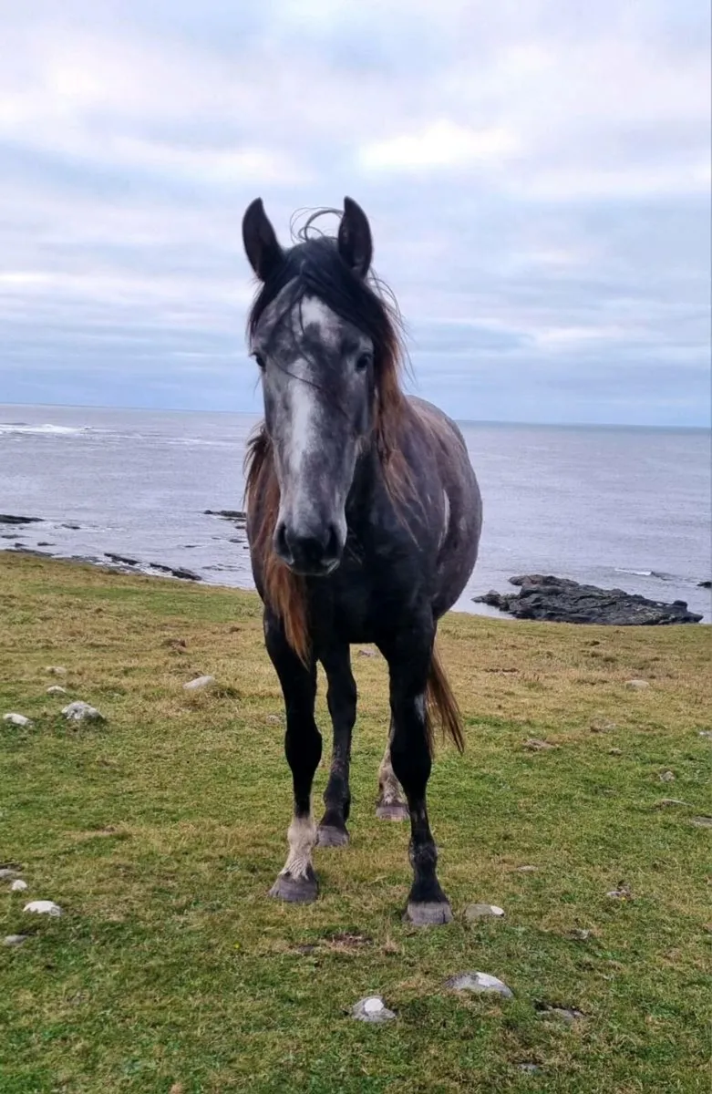 2yr old Irish Draught Mare - Image 4