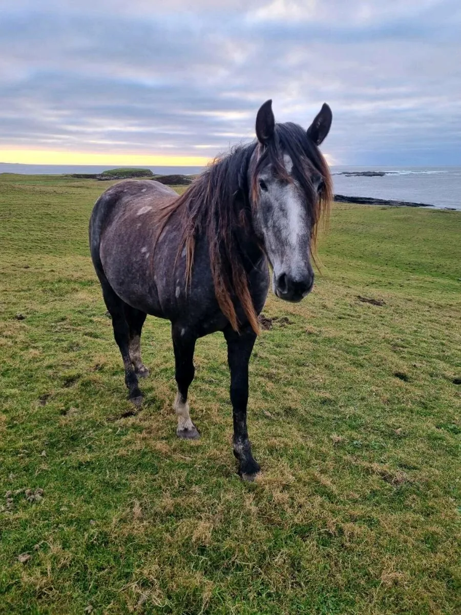 2yr old Irish Draught Mare - Image 4