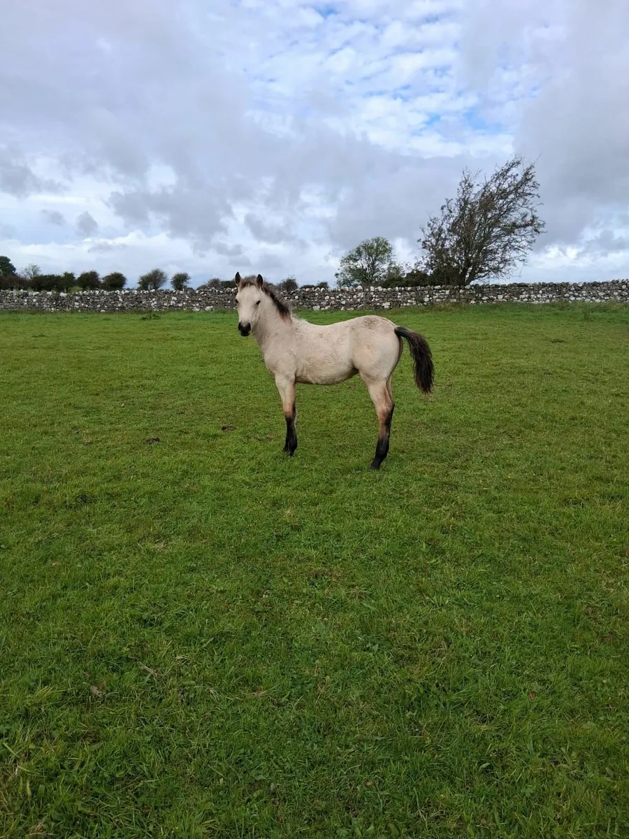 Foal - Image 1