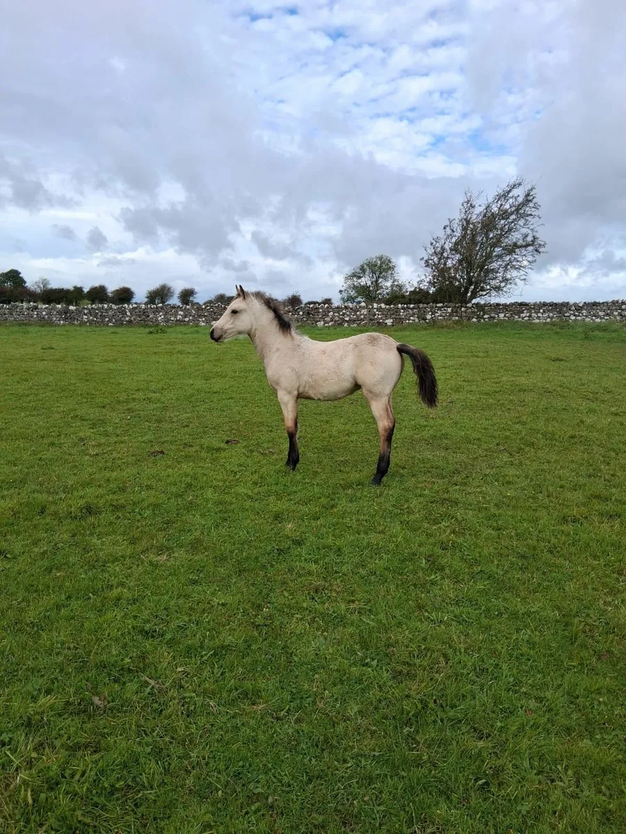 Foal - Image 2