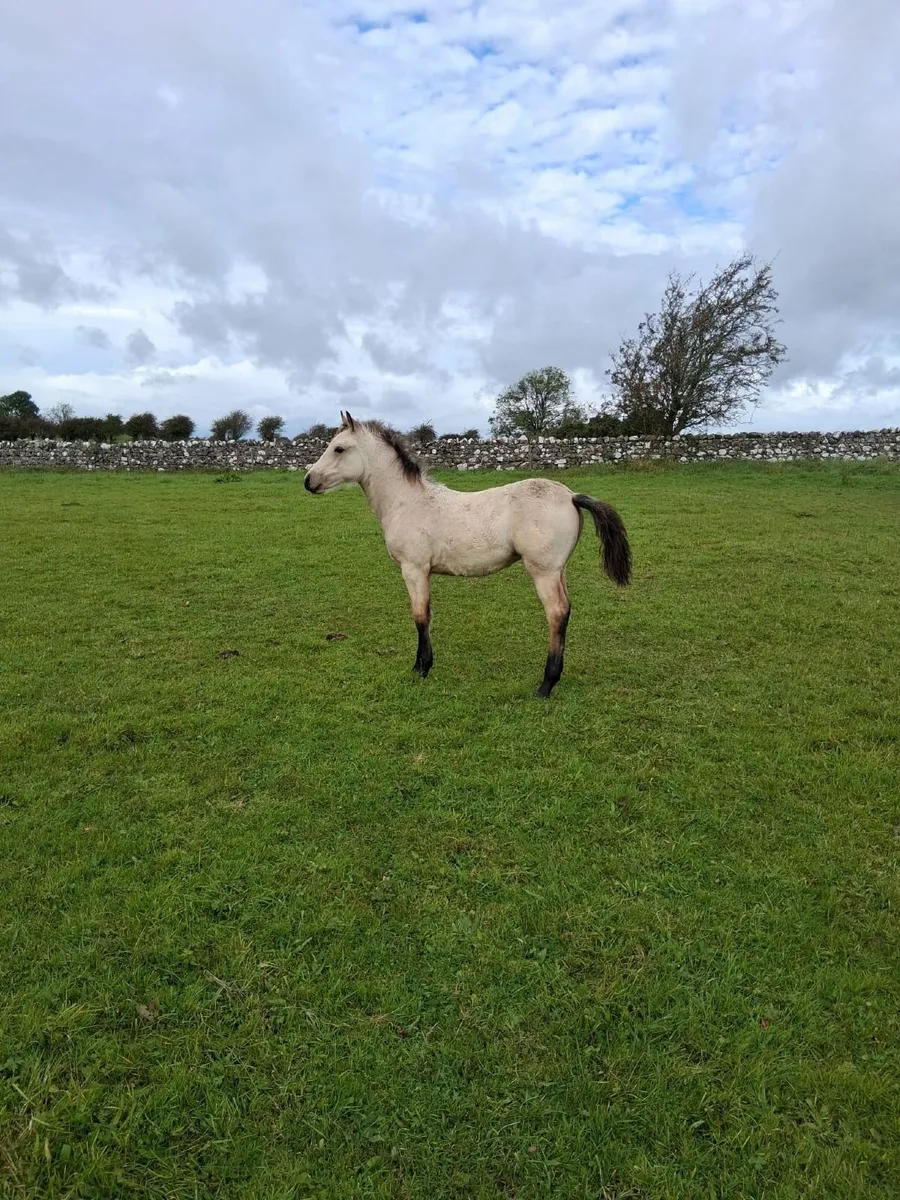 Foal - Image 3