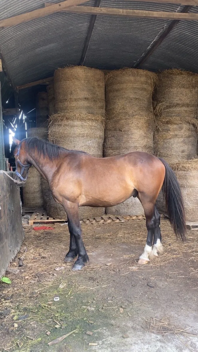 2.5 year old gelding - Image 2