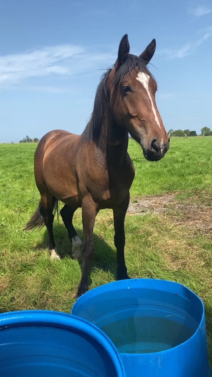 2.5 year old gelding - Image 3