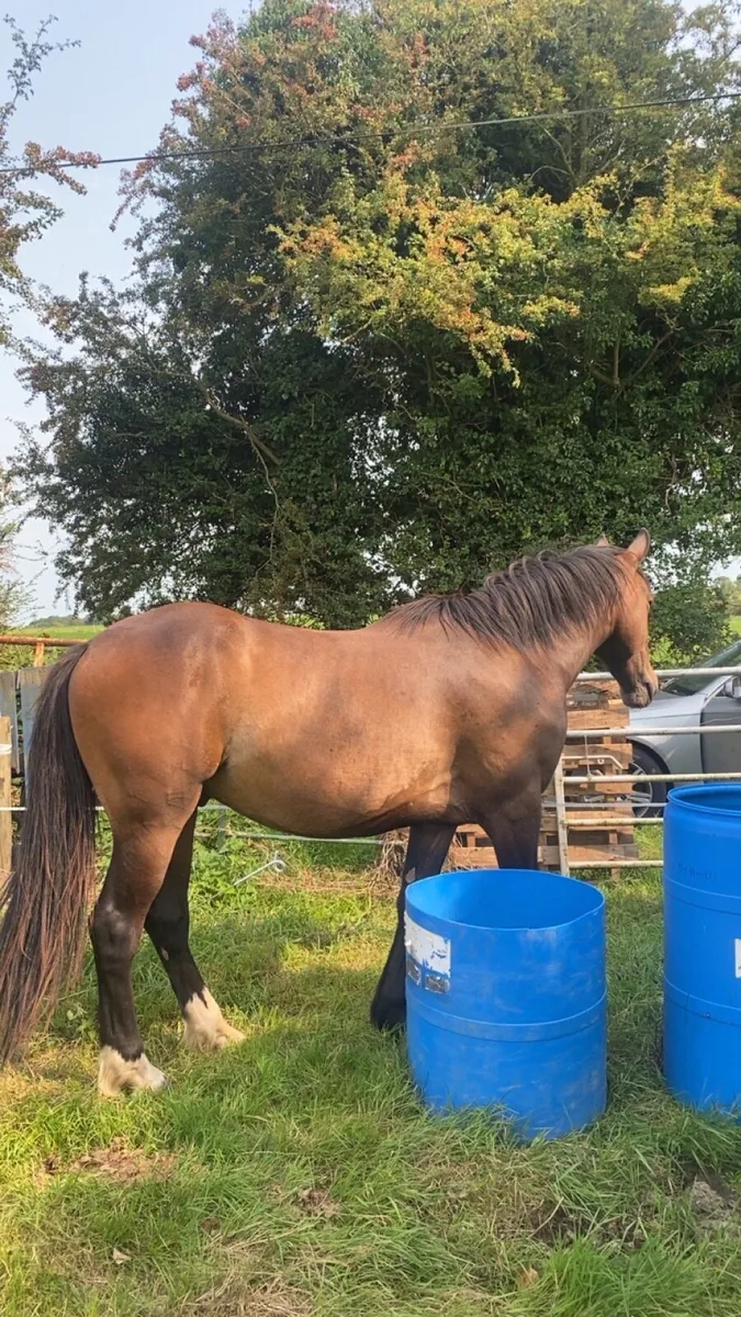 2.5 year old gelding - Image 4