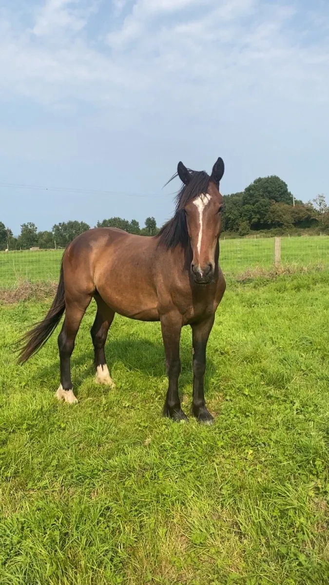 2.5 year old gelding - Image 1