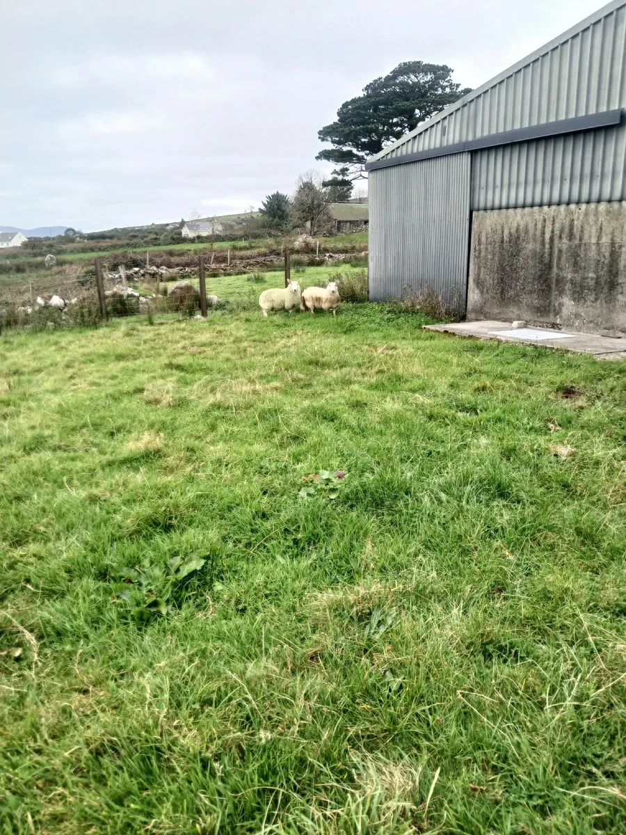 Sheep - Image 4