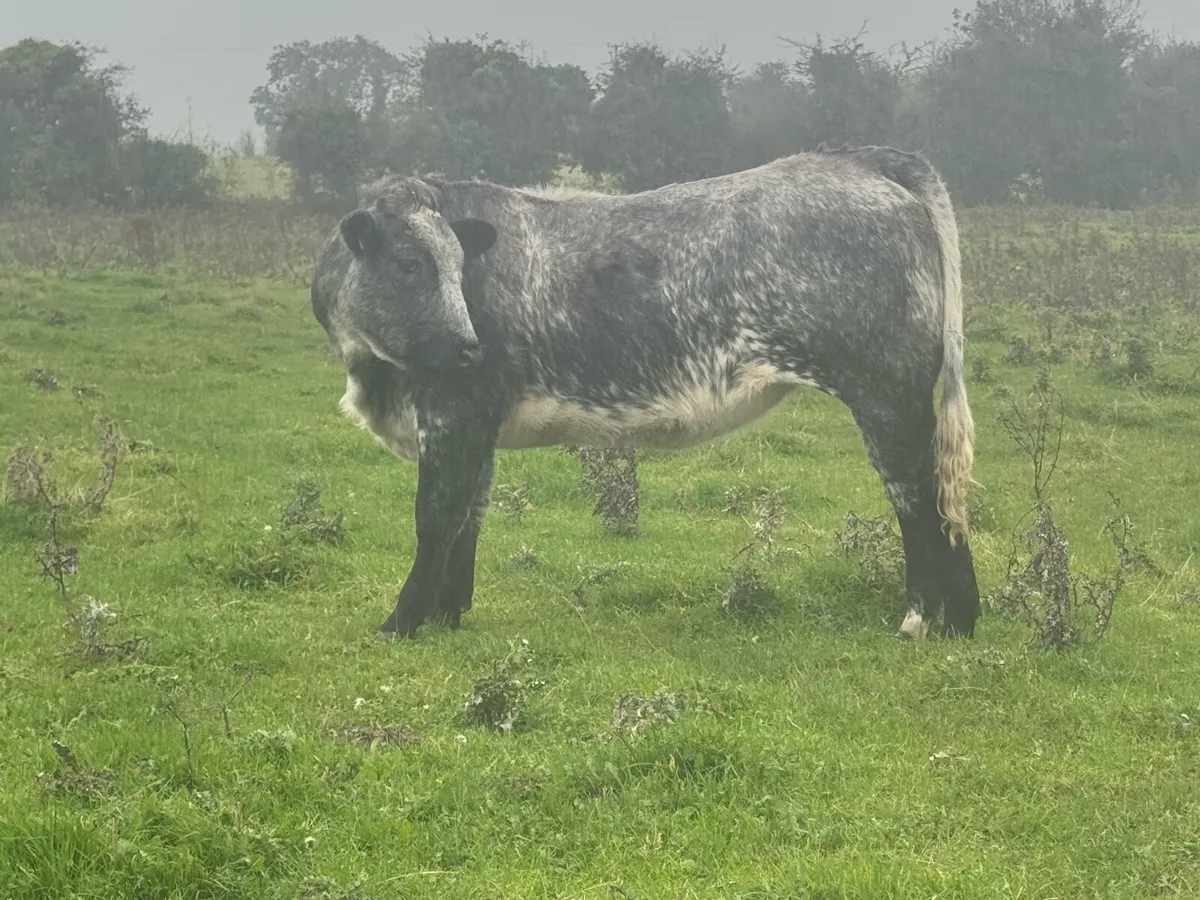 Blue Roan Bulling Heifers***** - Image 1