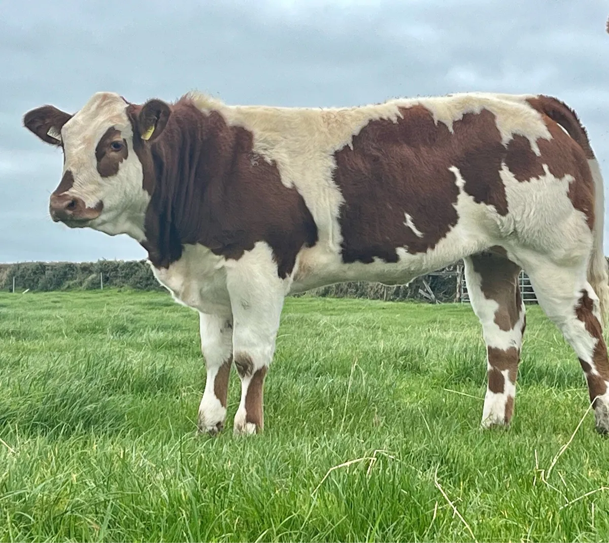 4 exceptional show/breeding heifers - Image 1