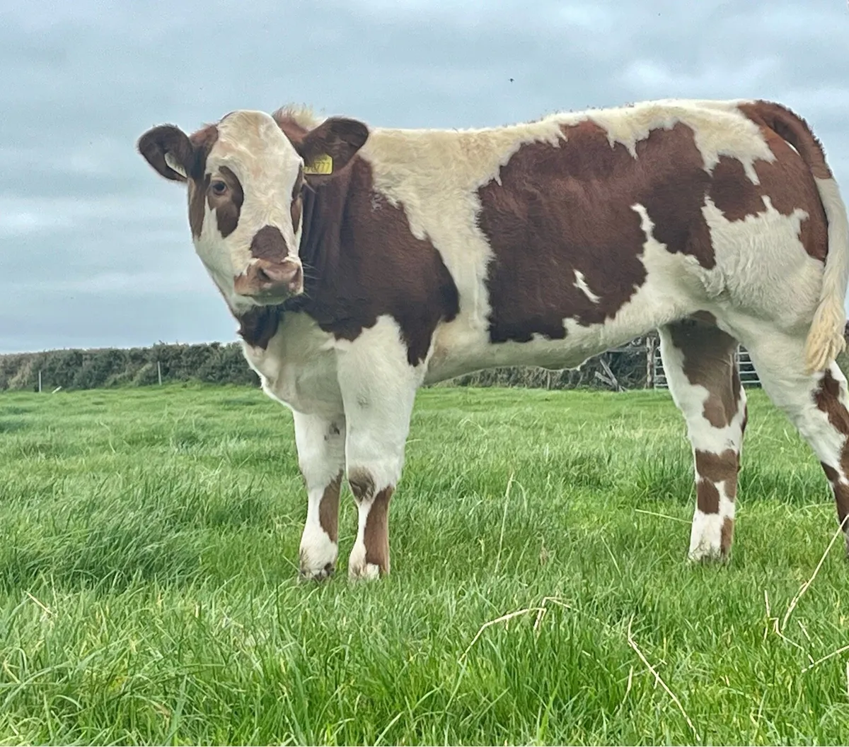 4 exceptional show/breeding heifers - Image 2