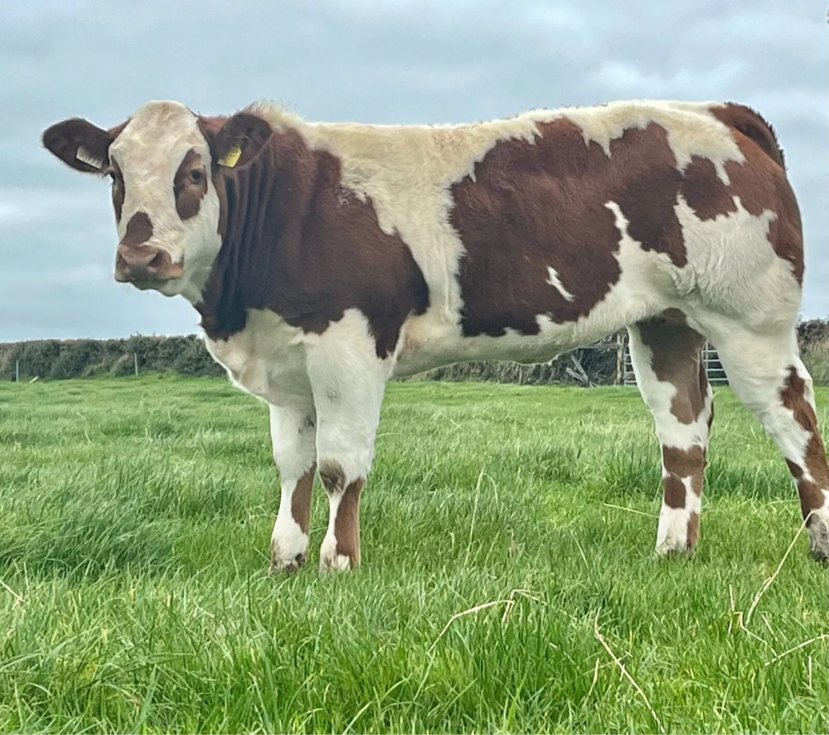 4 exceptional show/breeding heifers - Image 3