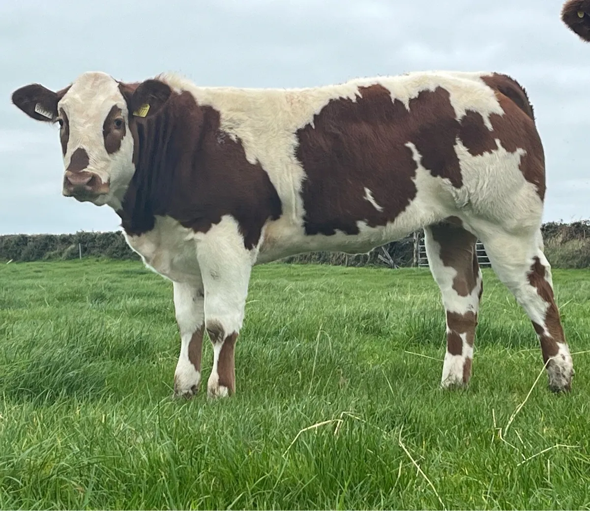 4 exceptional show/breeding heifers - Image 4