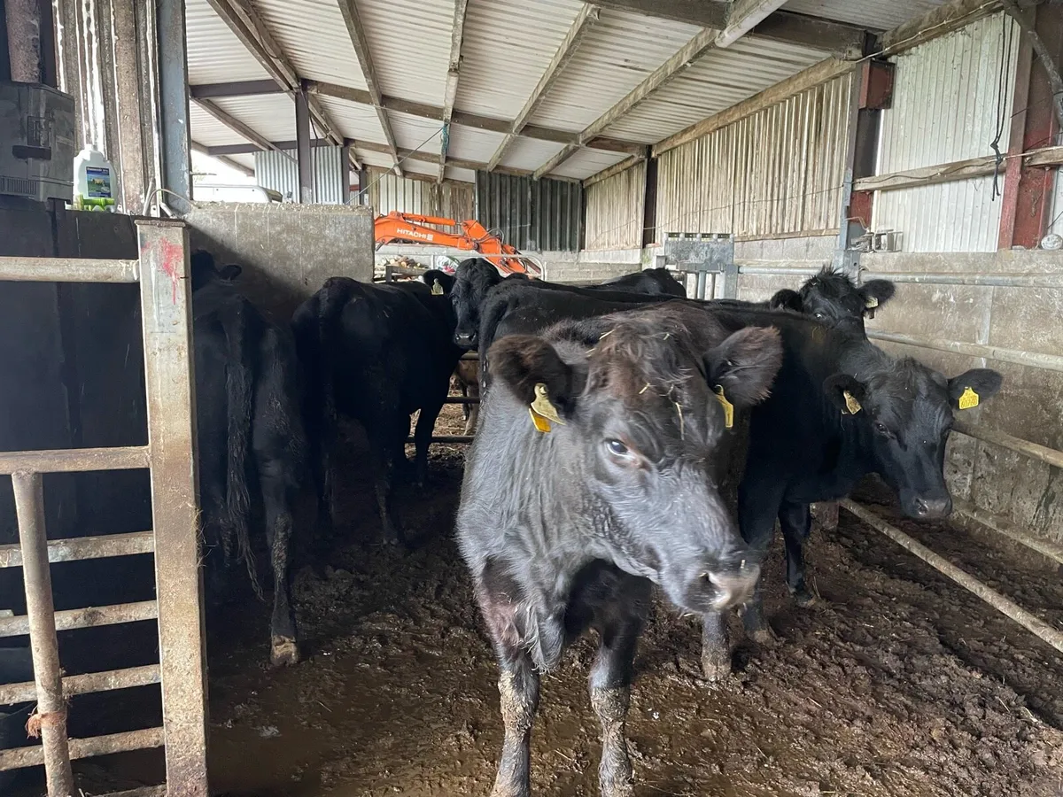 Aberdeen Angus Heifers - Image 2