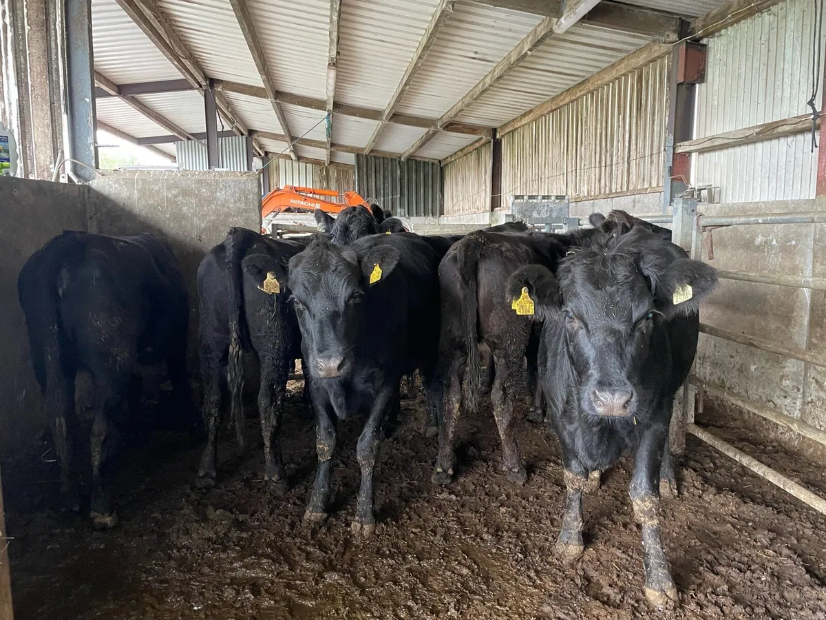 Aberdeen Angus Heifers - Image 3