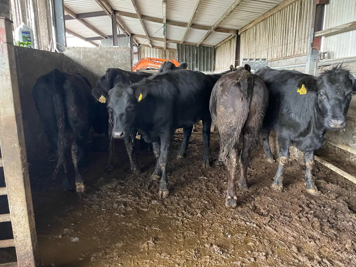 Aberdeen Angus Heifers - Image 4