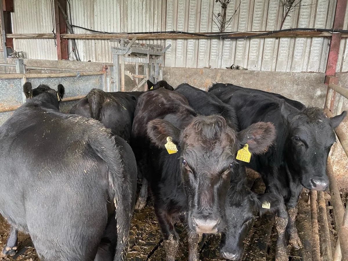 Aberdeen Angus Heifers - Image 1