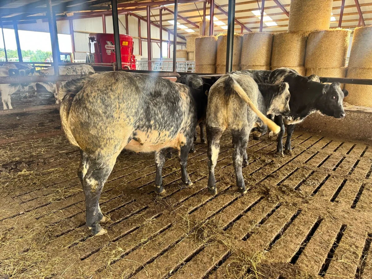 Blue Roan Bulling Heifers***** - Image 2