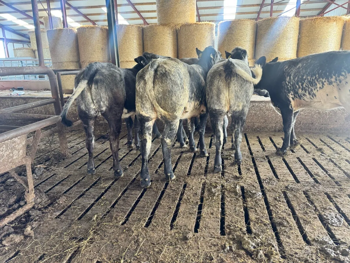 Blue Roan Bulling Heifers***** - Image 3