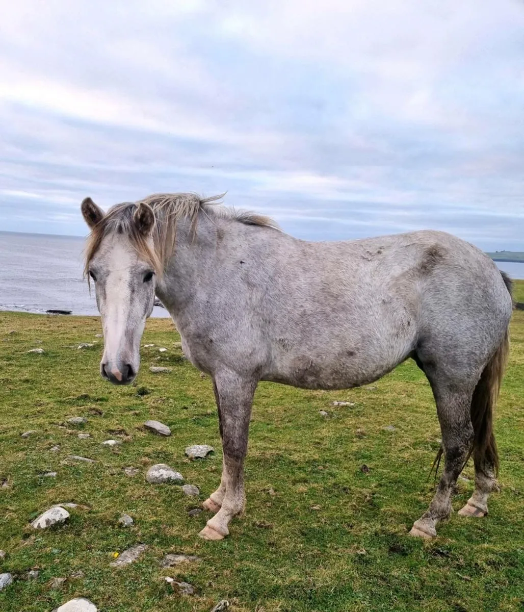 2yr old Irish Draught Mare - Image 1
