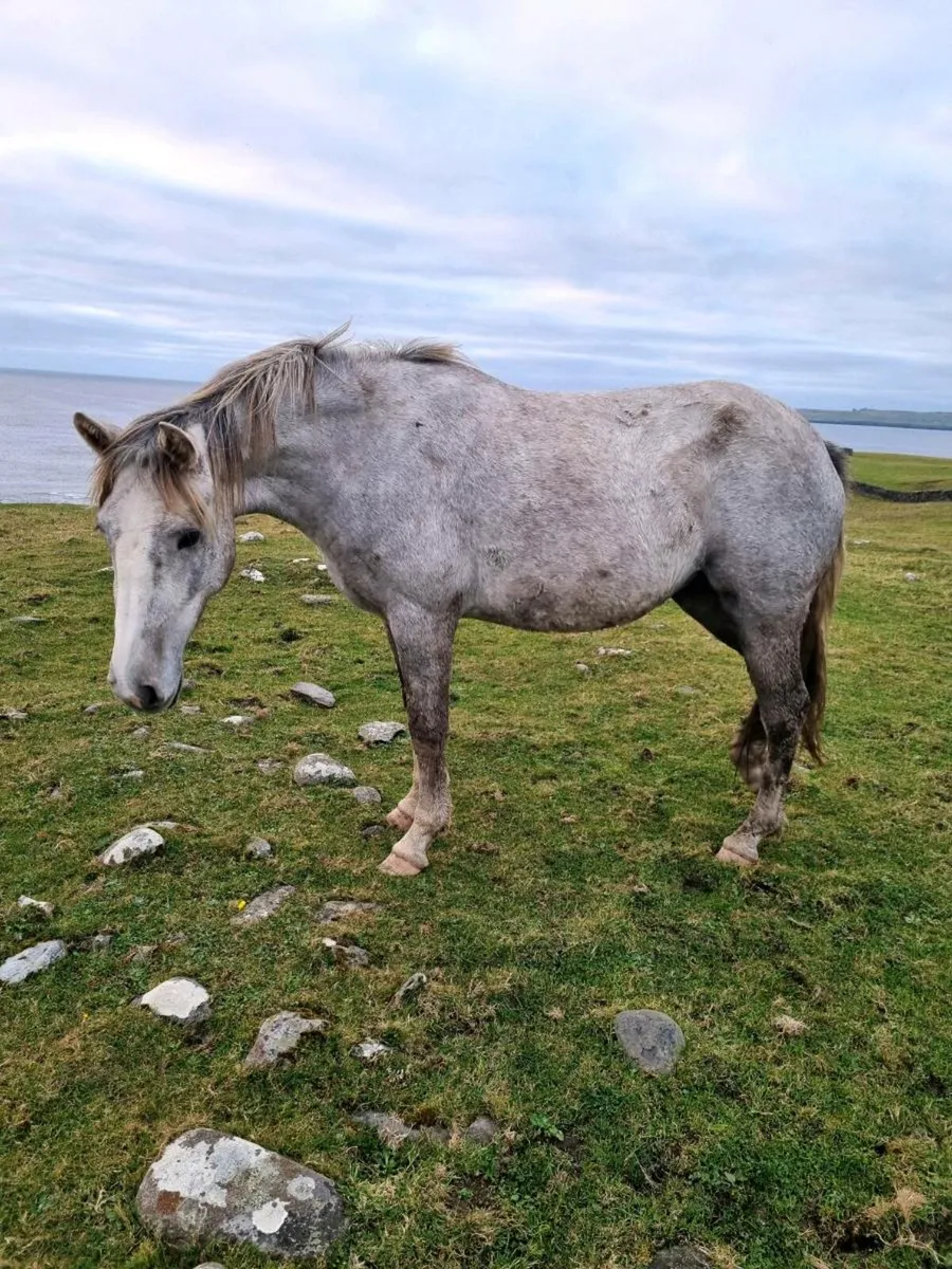 2yr old Irish Draught Mare - Image 2