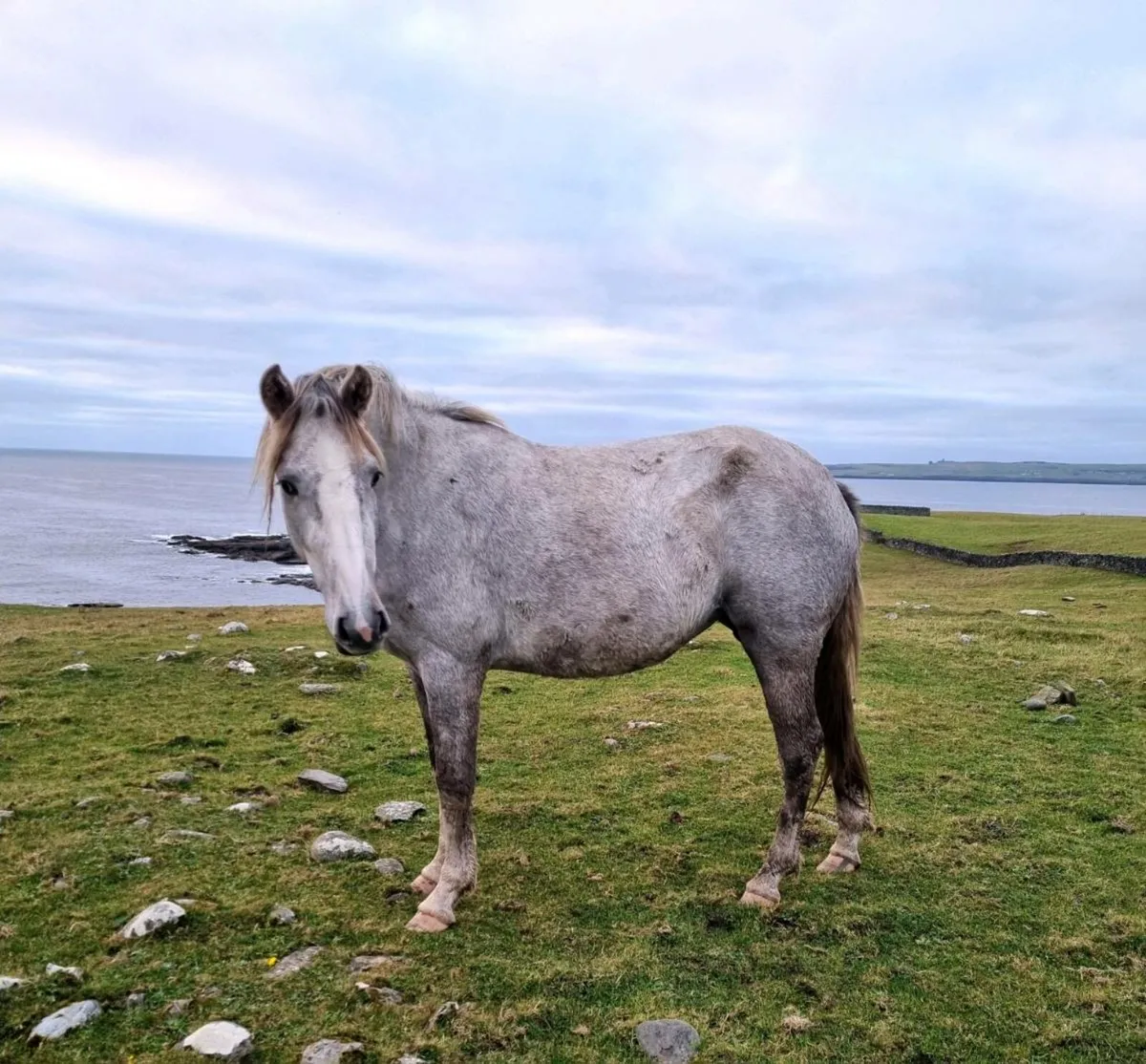 2yr old Irish Draught Mare - Image 3