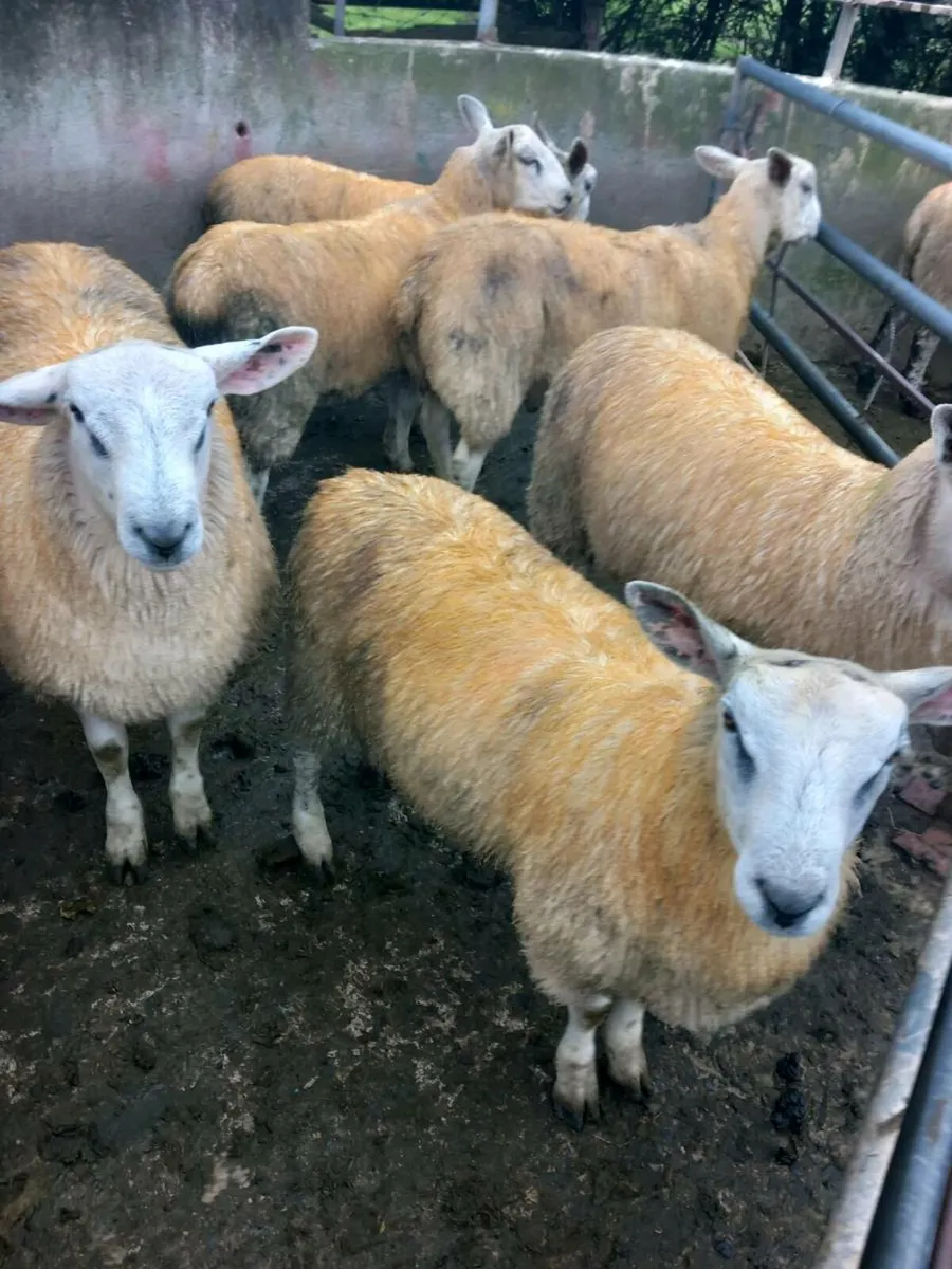 Abberfield Hogget & Ram Lambs & Blue Leicester. - Image 1