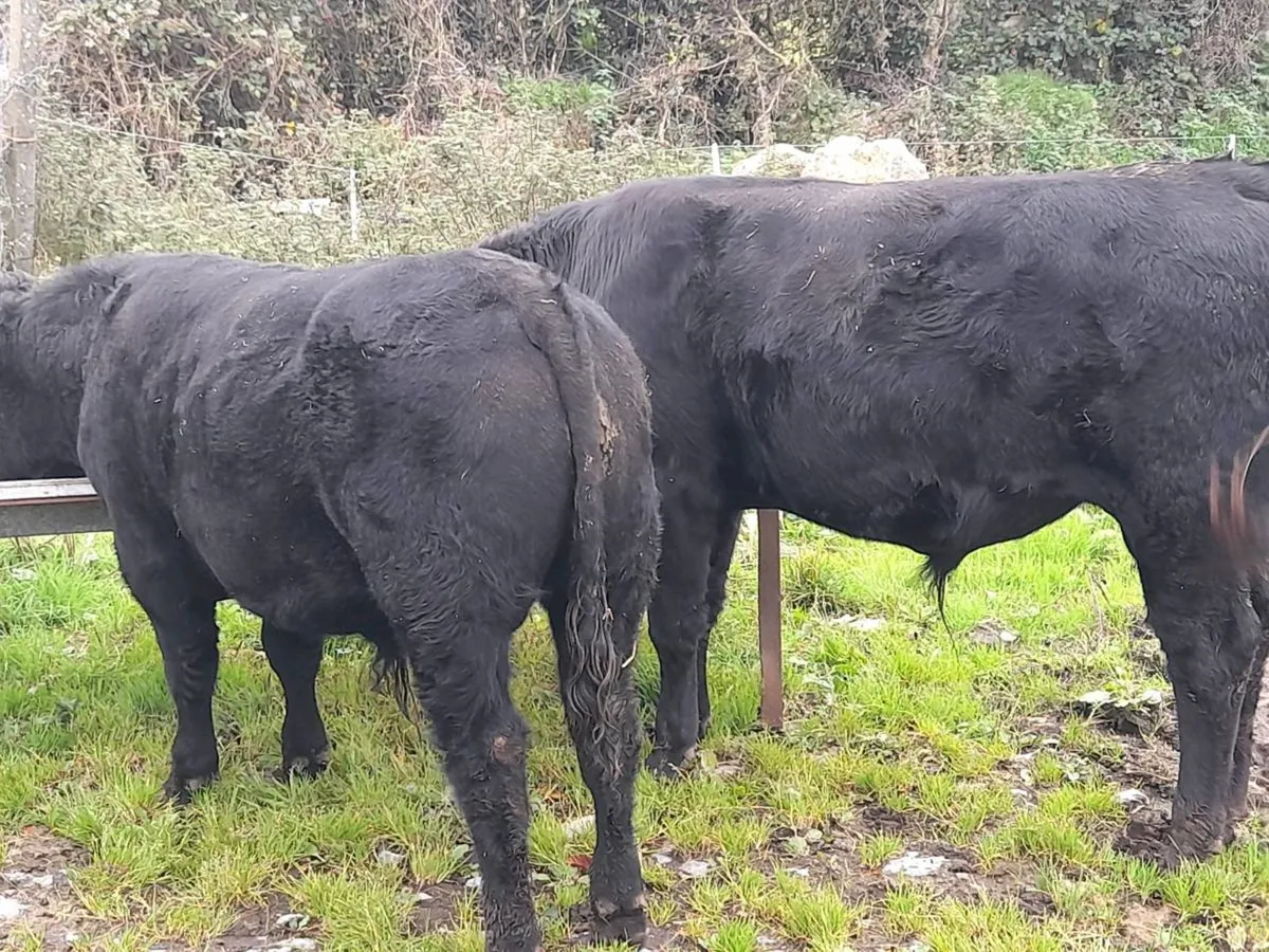 Bull Weanlings - Image 2