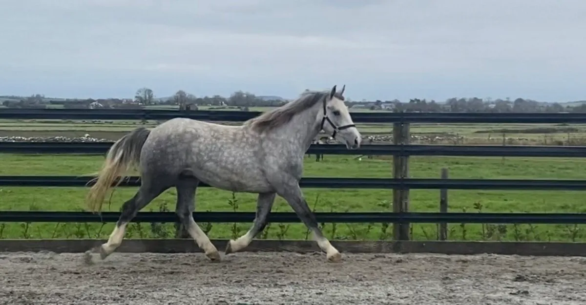 3 year old RID GELDING - Image 3