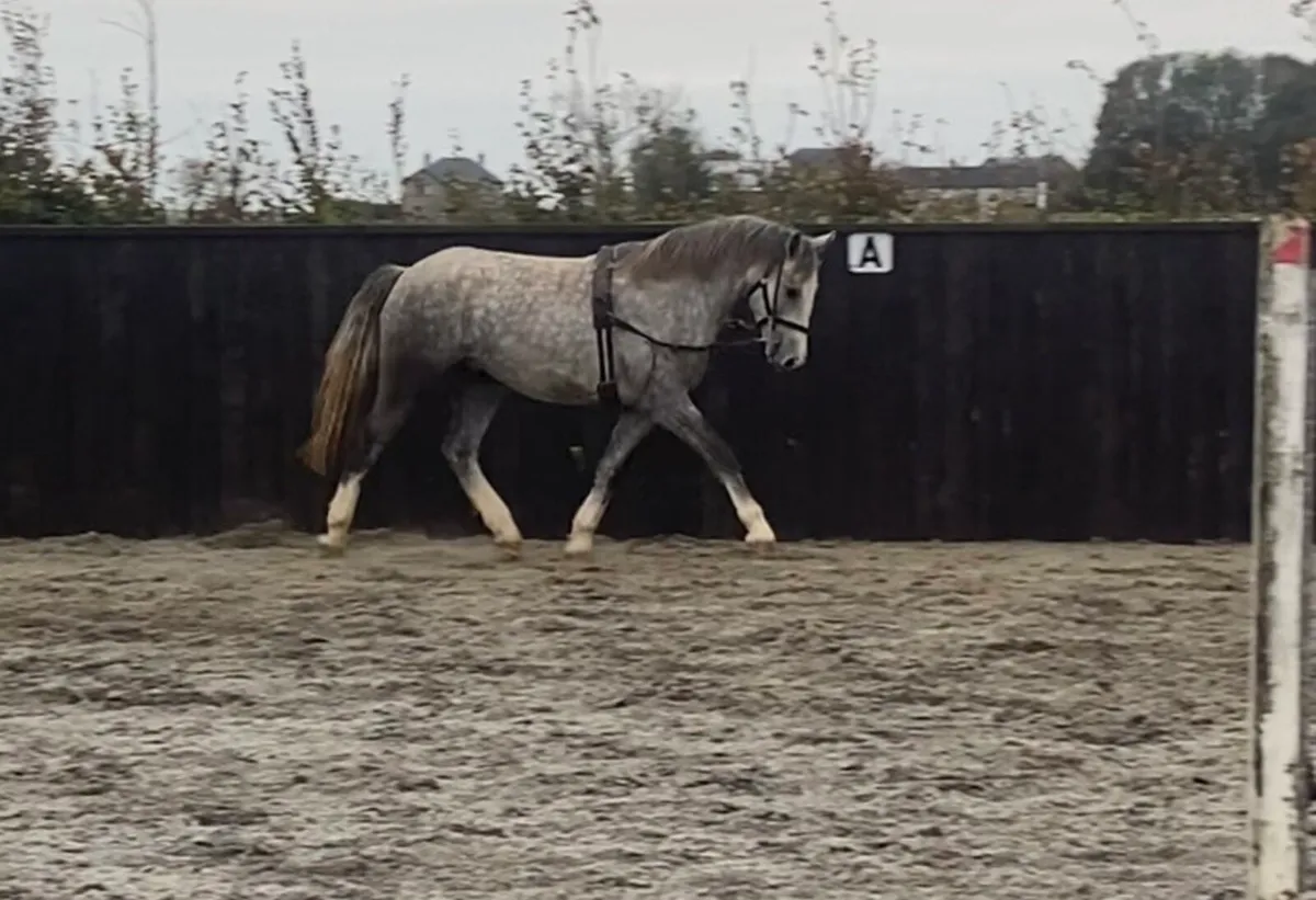 3 year old RID GELDING - Image 4