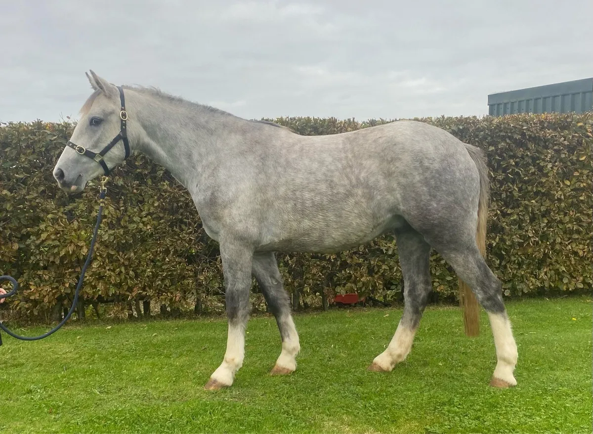 3 year old RID GELDING - Image 2