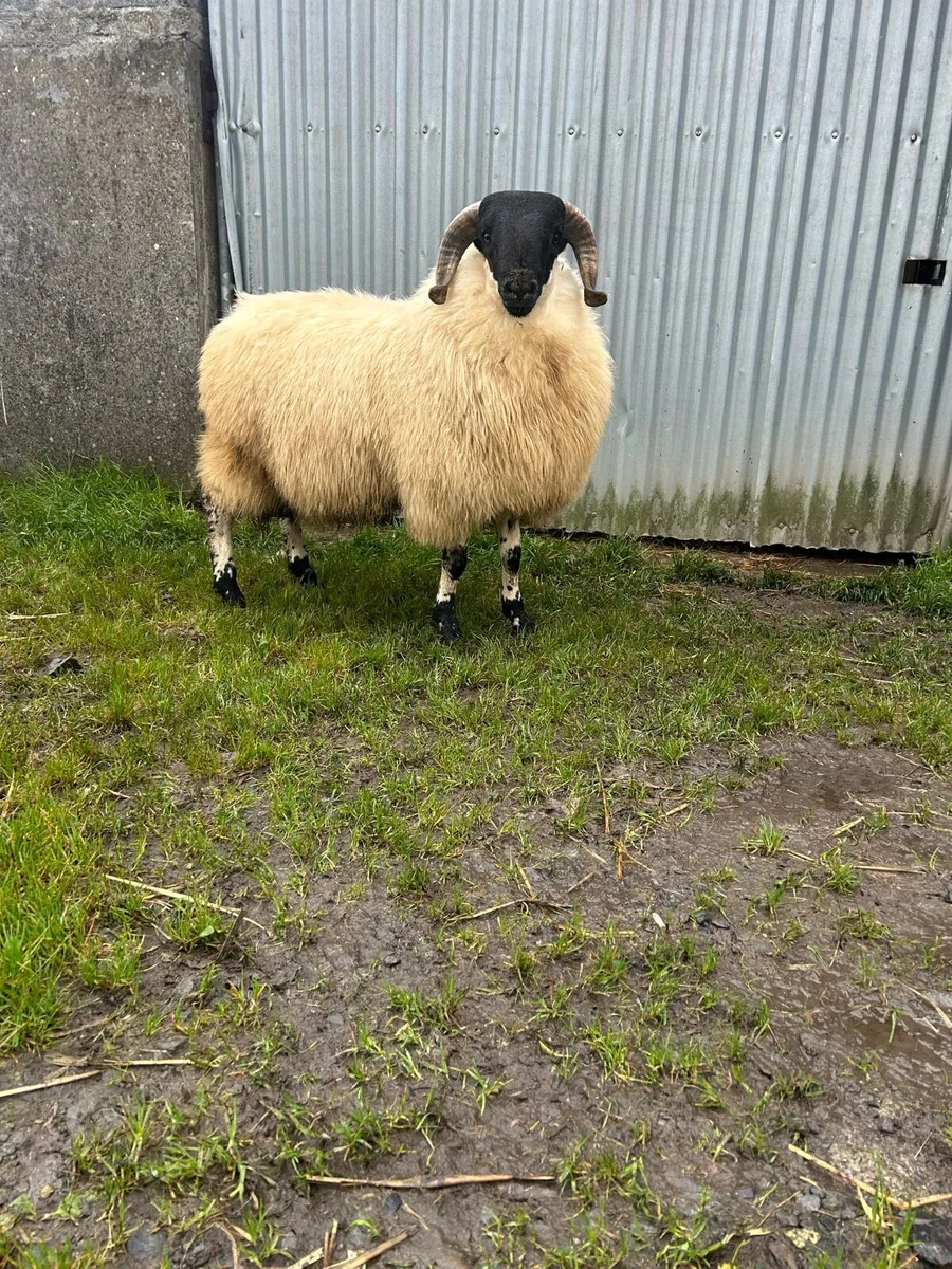 🔥 SIS horned ram lambs 🔥 - Image 2
