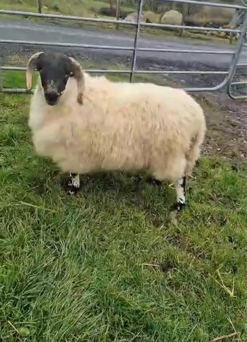 🔥 SIS horned ram lambs 🔥 - Image 3