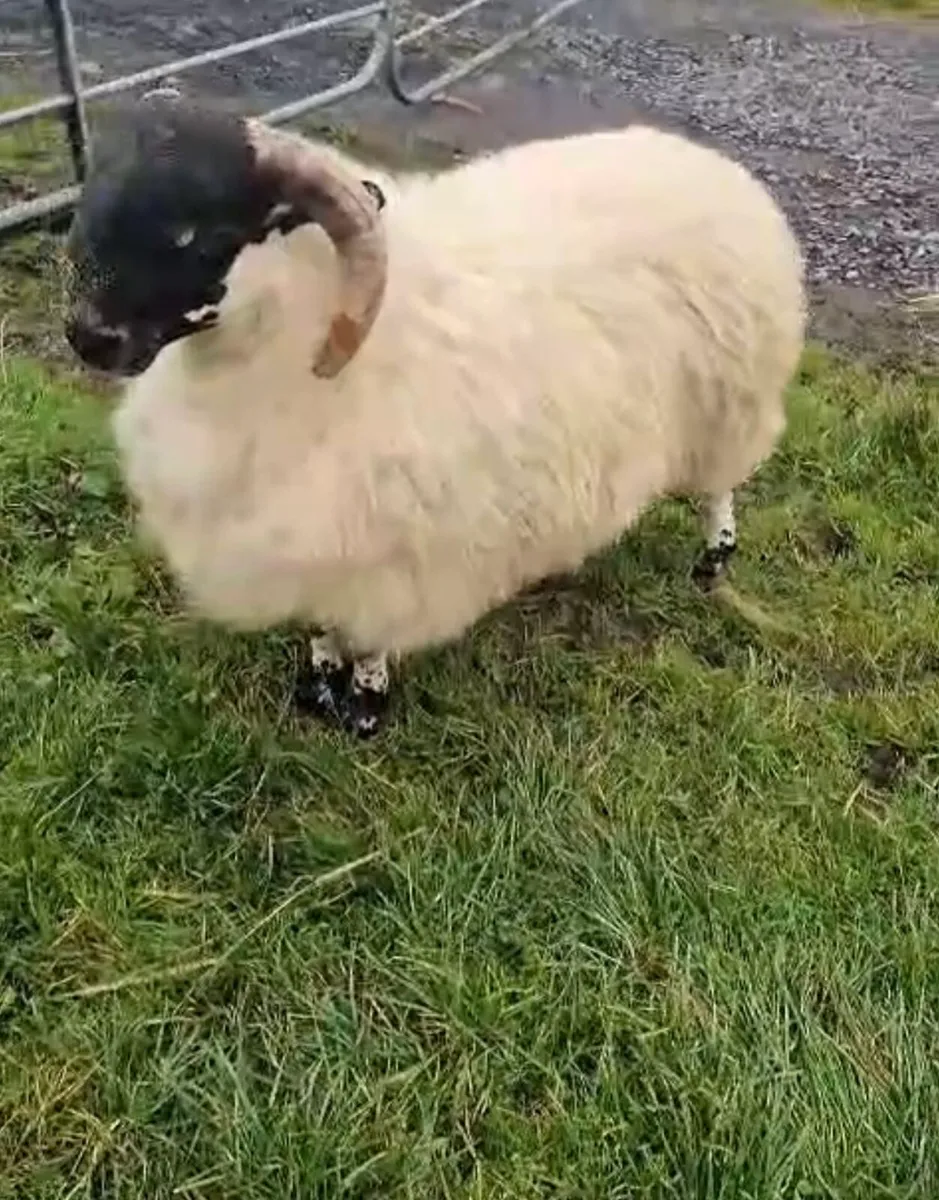 🔥 SIS horned ram lambs 🔥 - Image 4