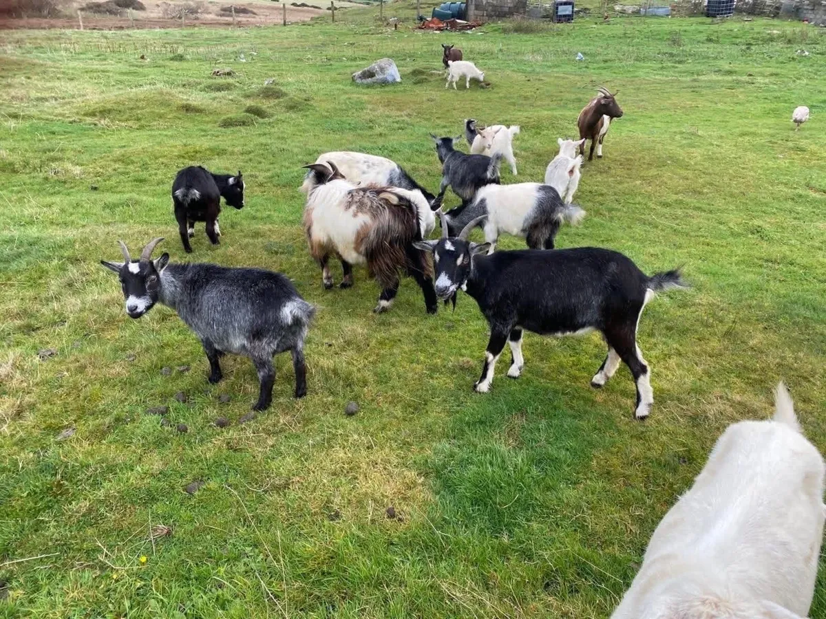Pygmy goats - Image 1