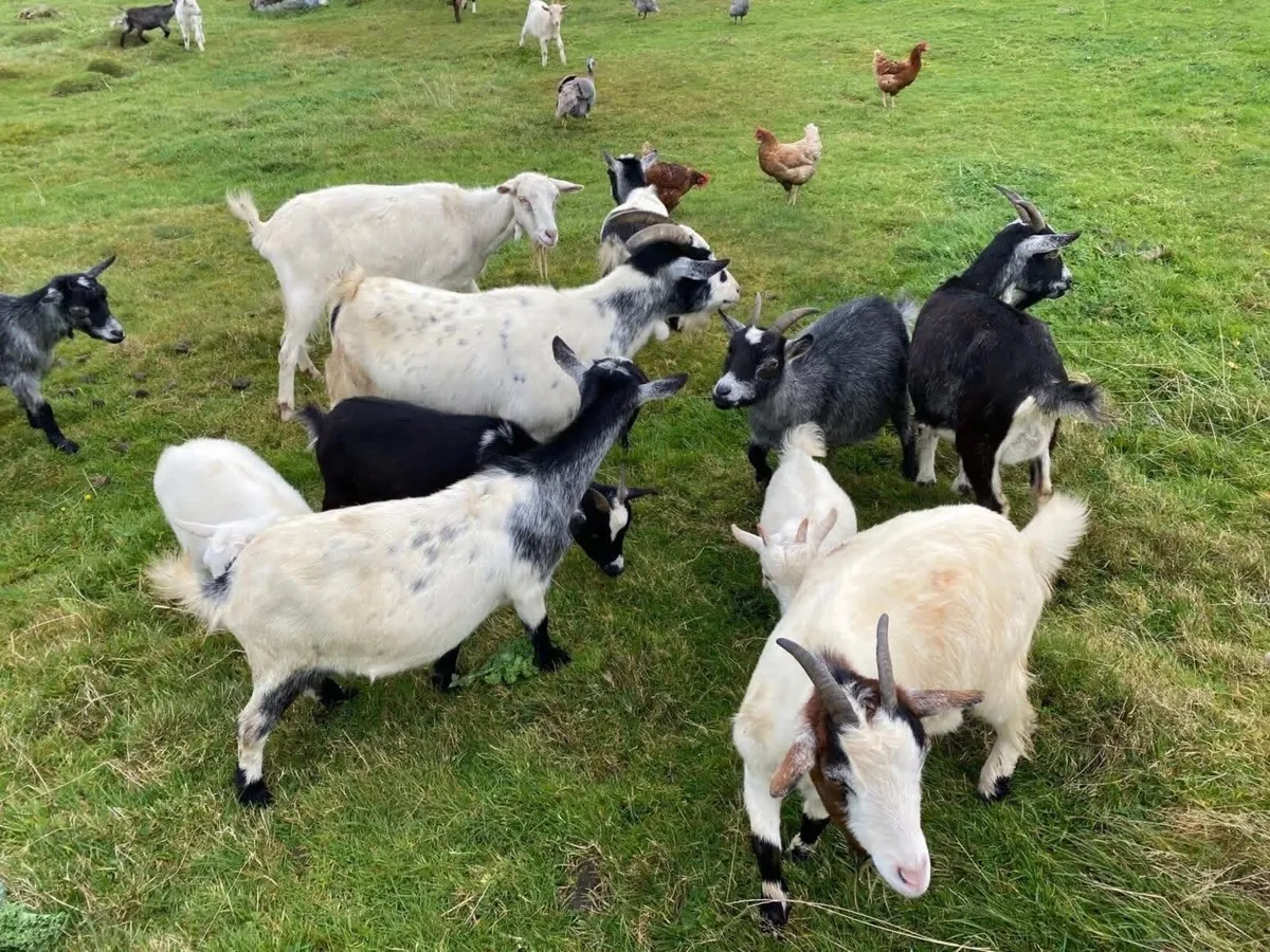 Pygmy goats - Image 2