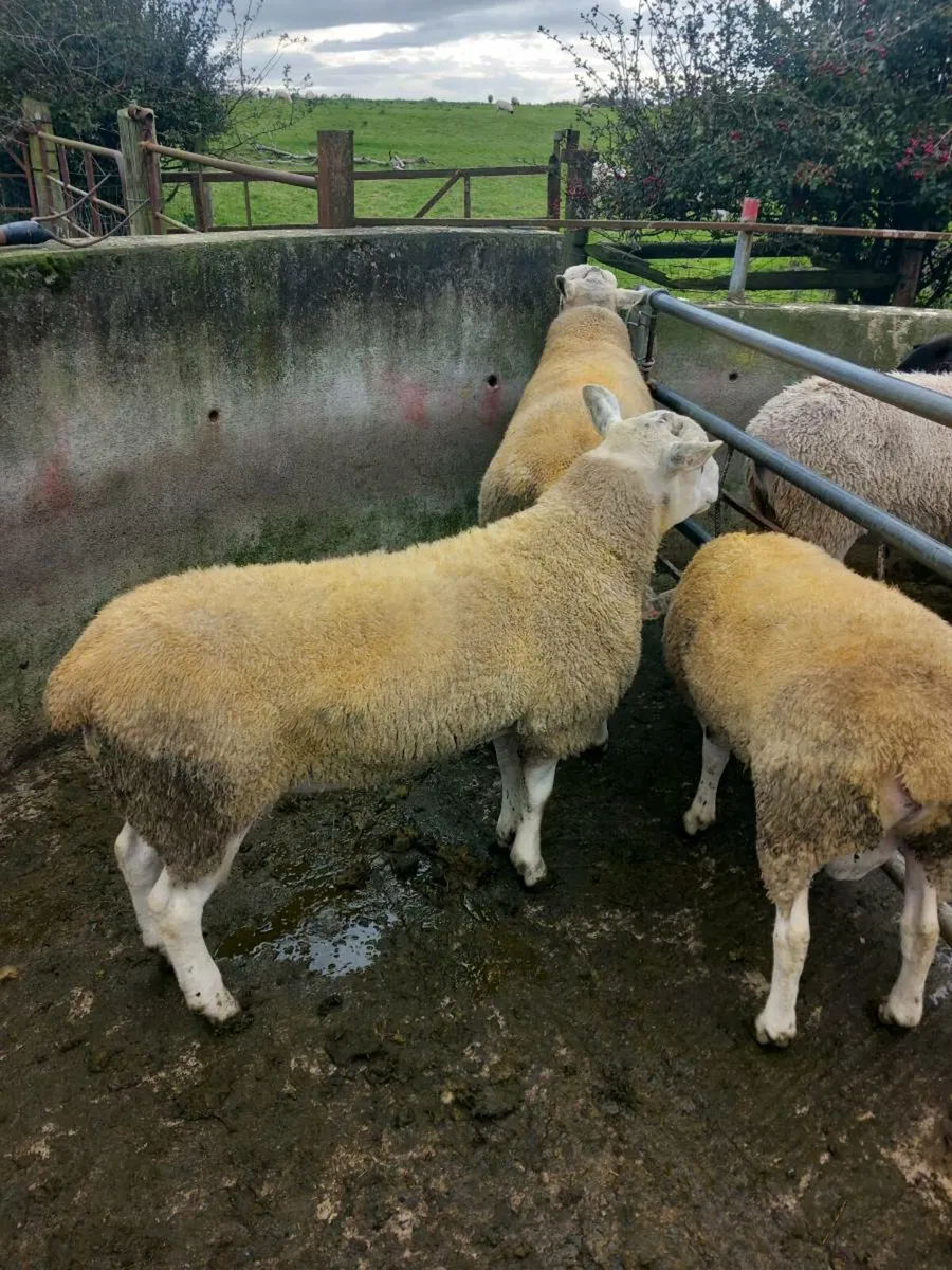 Abberfield Hogget & Ram Lambs & Blue Leicester. - Image 2