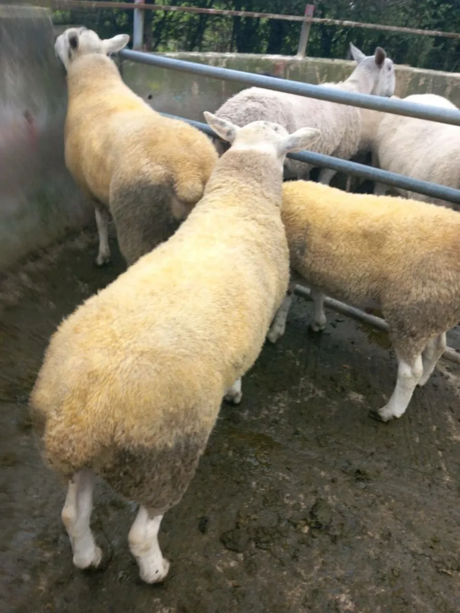 Abberfield Hogget & Ram Lambs & Blue Leicester. - Image 3