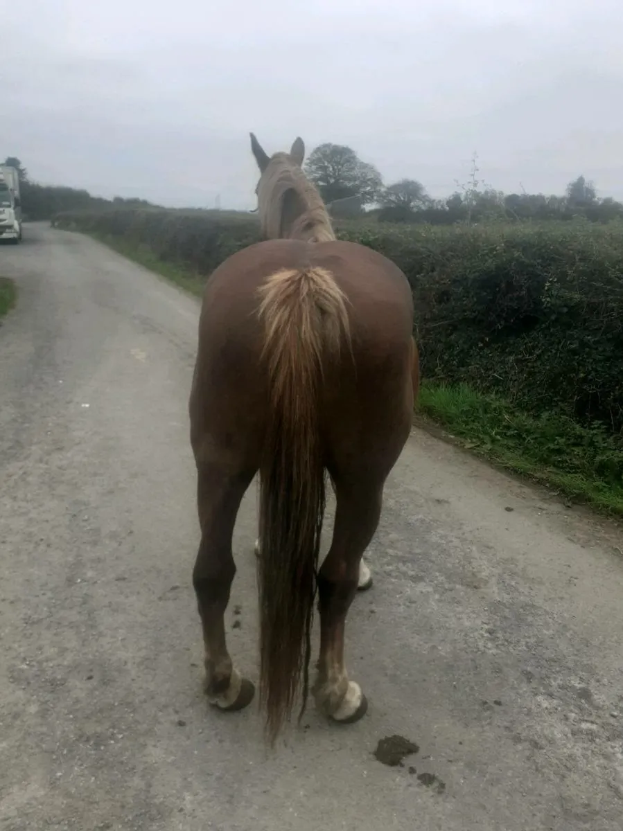 Irish draught - Image 2