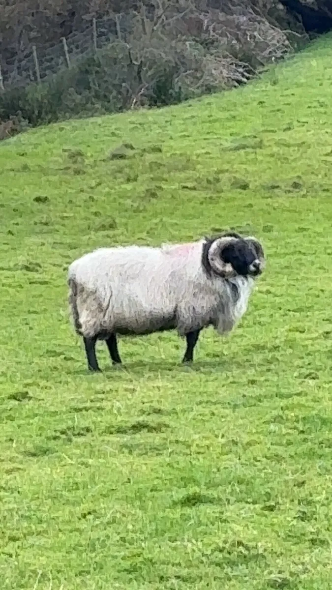 Sheep