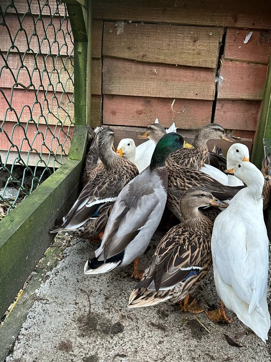 White Belgian d'Anvers and ducks - Image 3