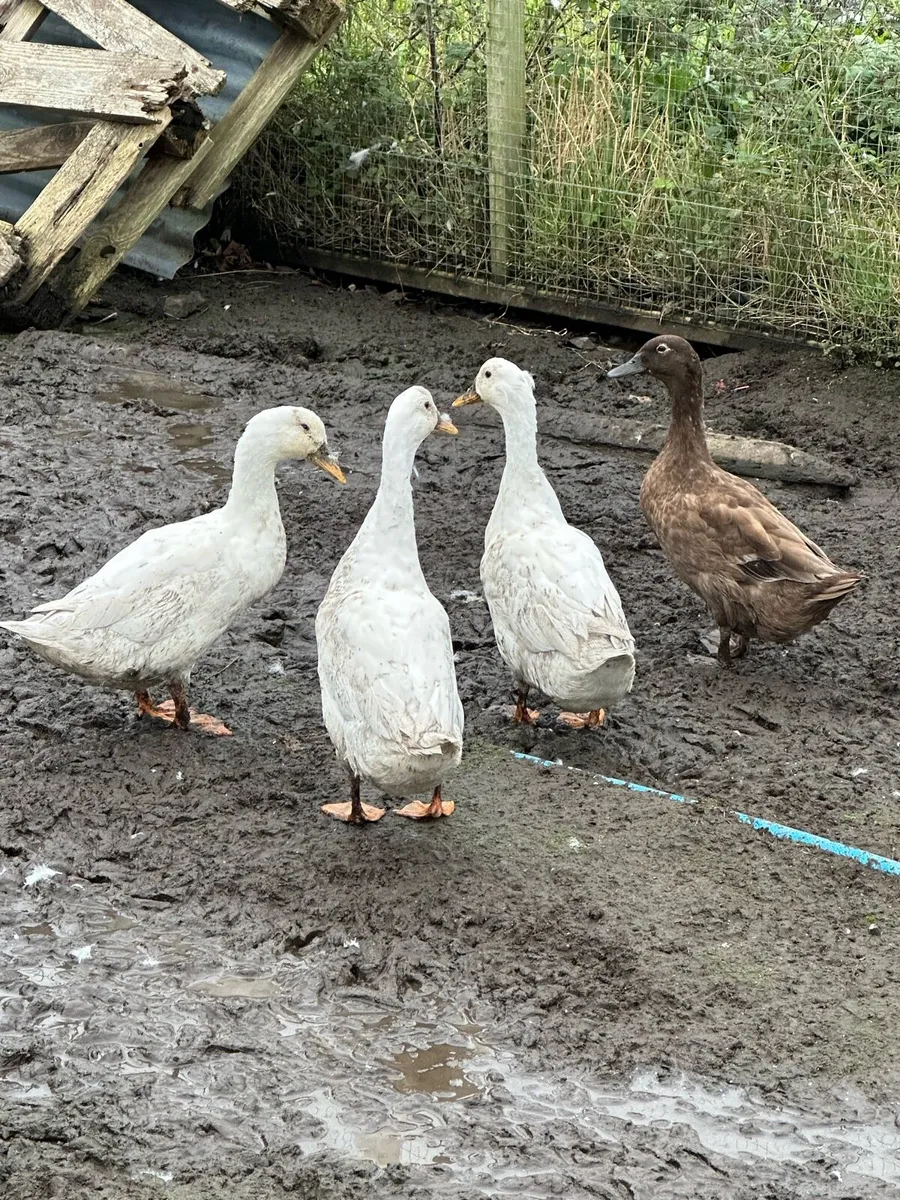 White Belgian d'Anvers and ducks - Image 4