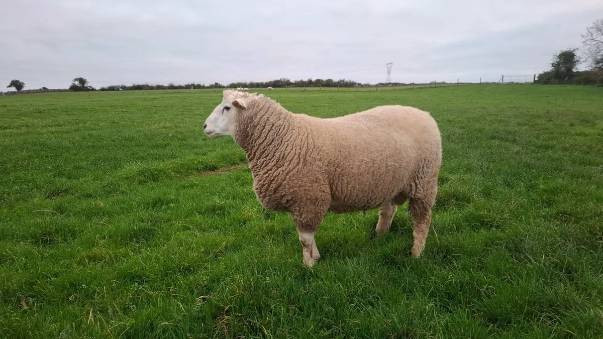 PB Galway Hogget Ram - Image 1