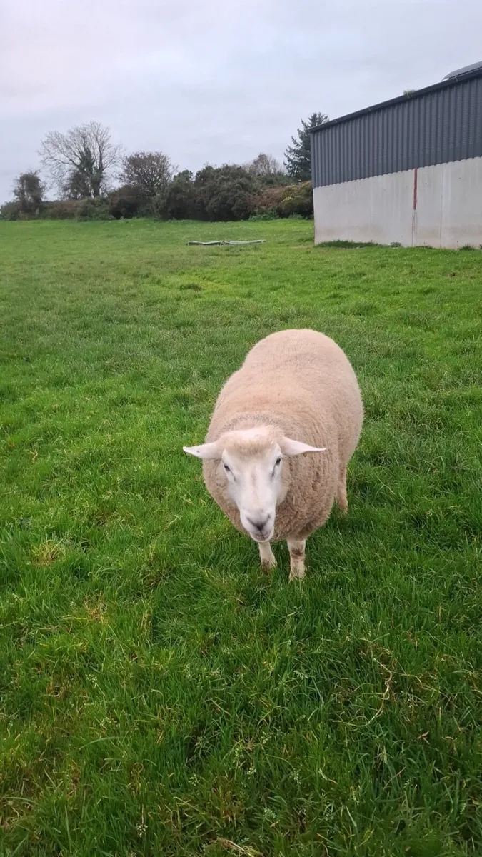 PB Galway Hogget Ram - Image 2