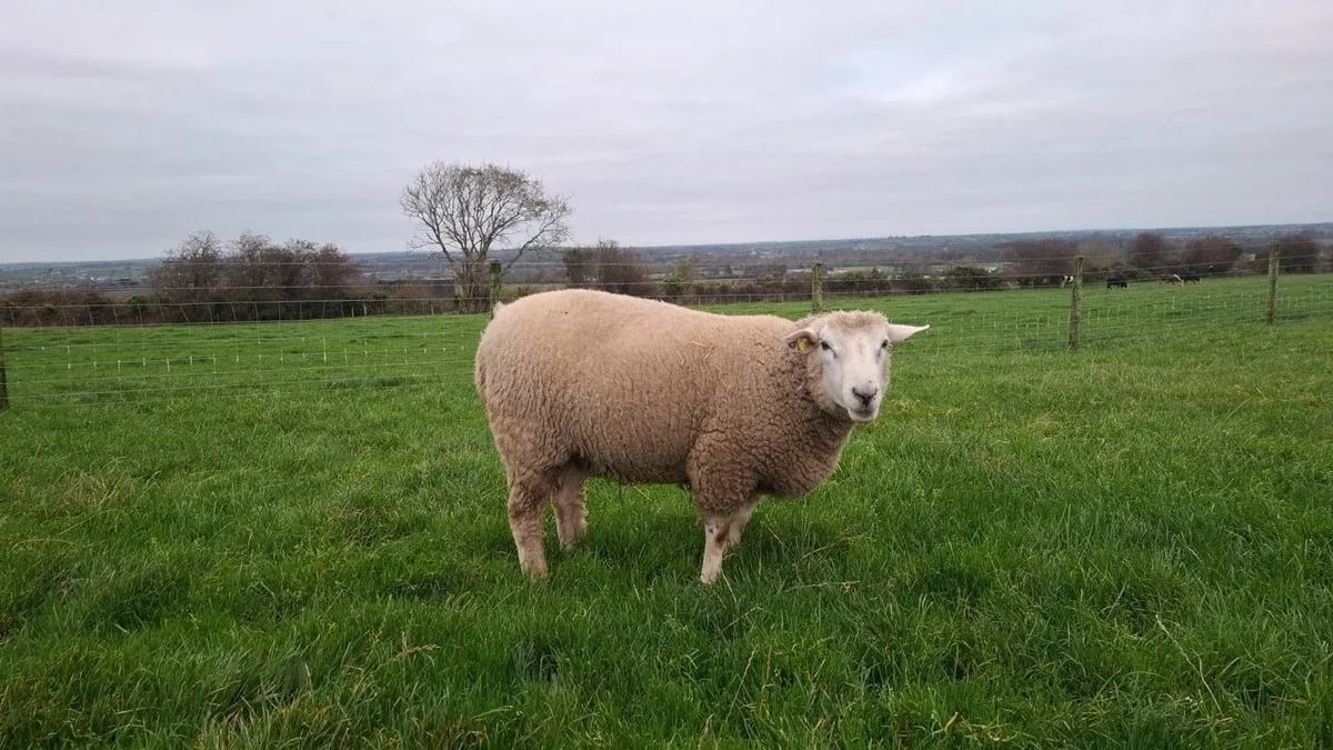 PB Galway Hogget Ram - Image 3