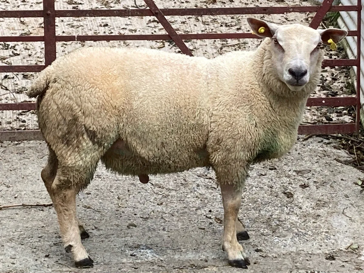 Beltex hogget  & pedigree Charollais hoggett ram - Image 1