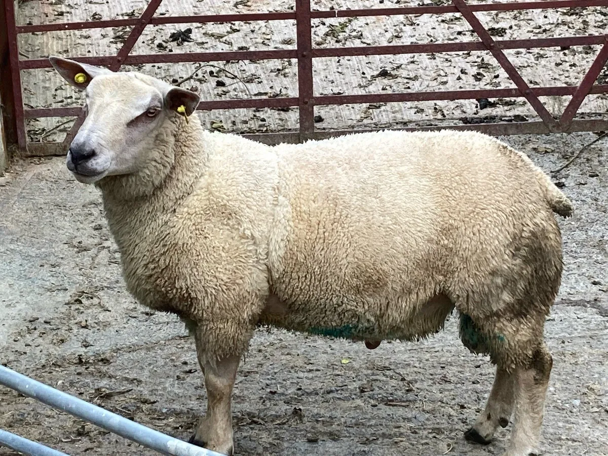 Beltex hogget  & pedigree Charollais hoggett ram - Image 2