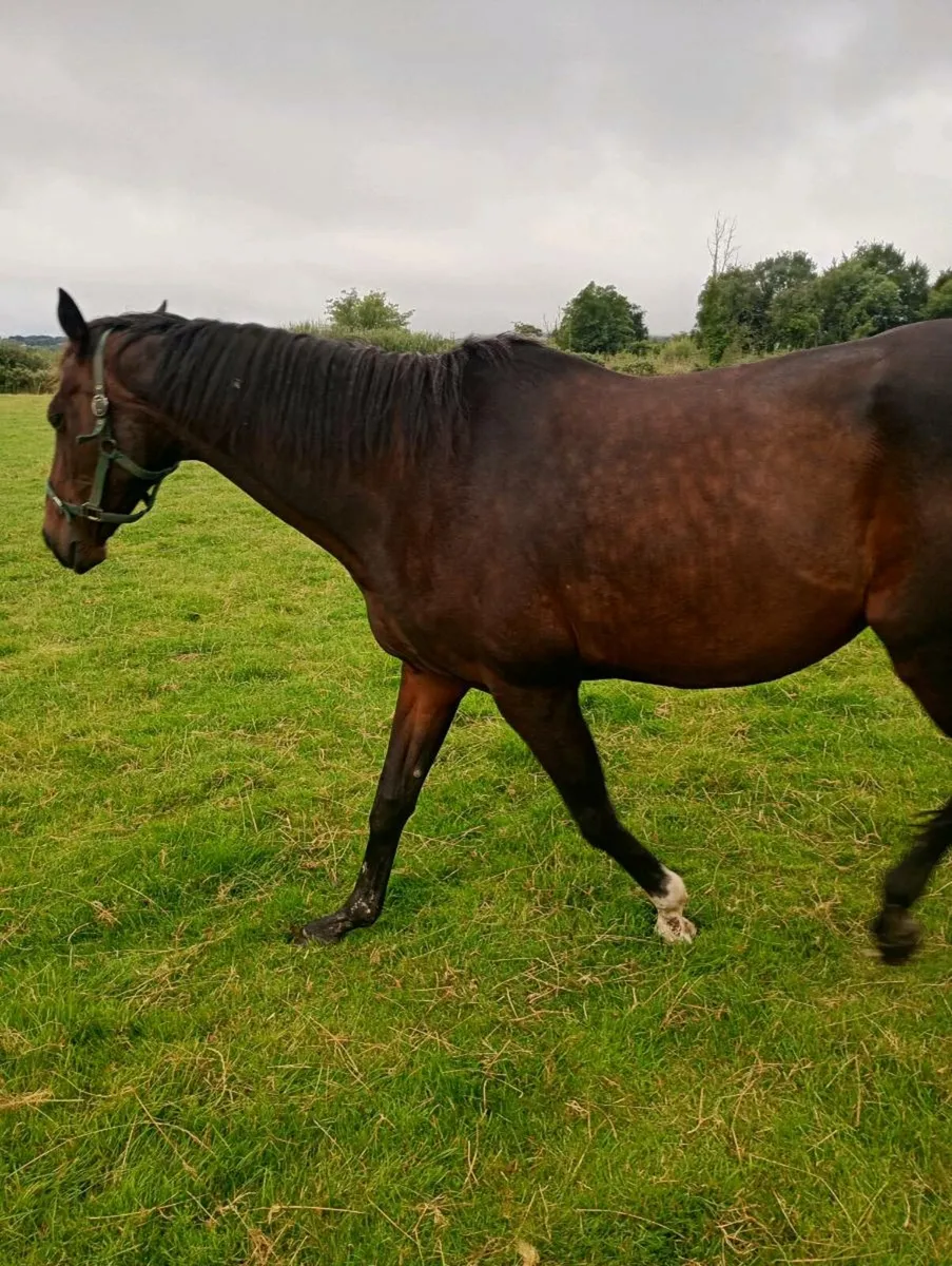 Horse - Image 1