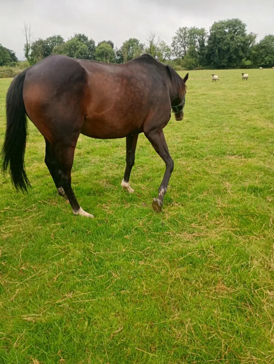 Horse - Image 2