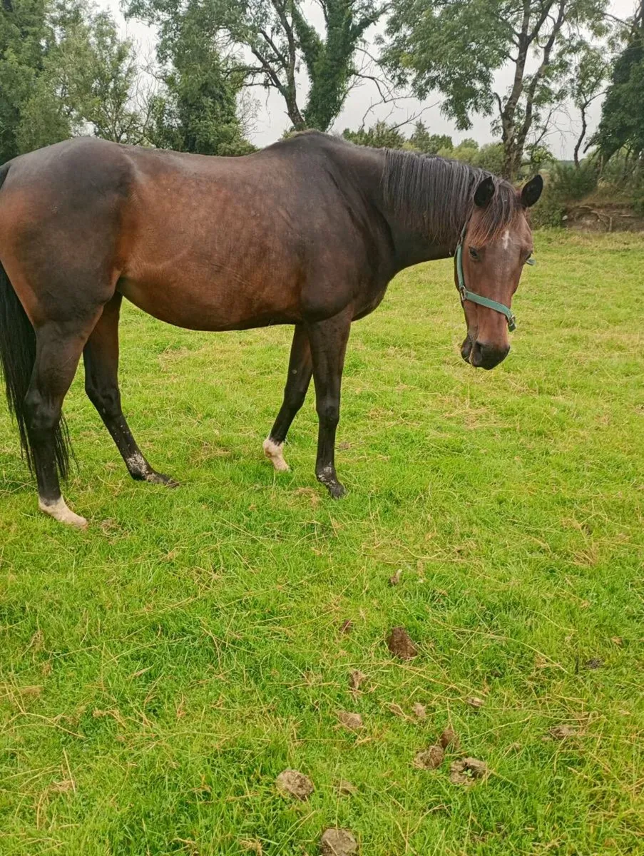 Horse - Image 3