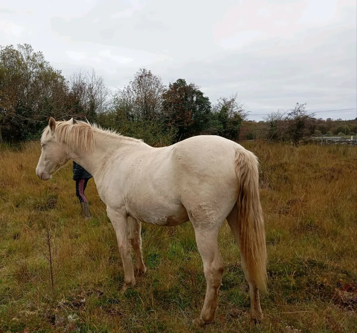 Yearling Cream Connemara Filly - Image 1